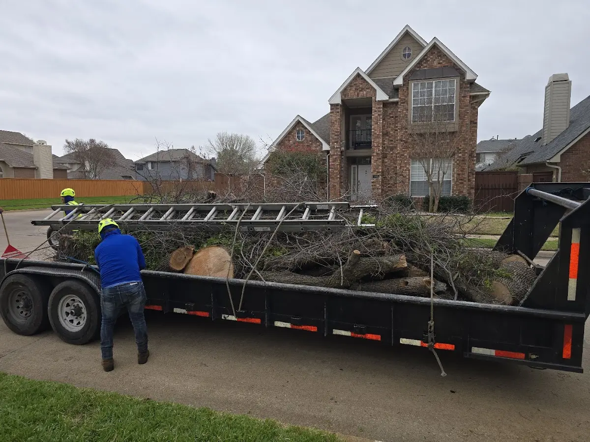 Expert Tree Removal with proper safety equipment in Granada